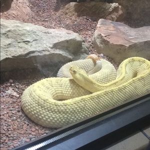 Meet your Posher, Elijah